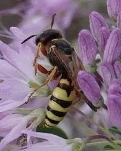 Philanthus gloriosus thumbnail 1
