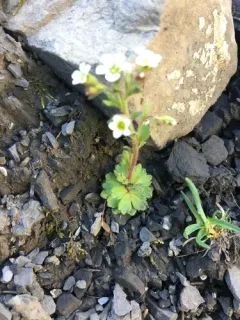 Ascending Saxifrage thumbnail 3