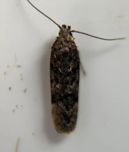 Chionodes thoraceochrella