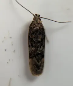 Chionodes thoraceochrella thumbnail 1