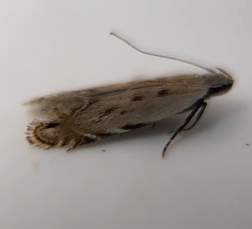 Black-faced Twirler Moth