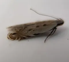 Black-faced Twirler Moth thumbnail 1