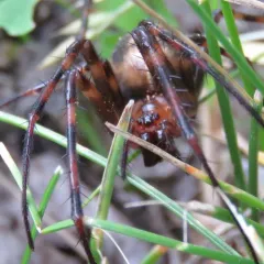 Eastern Cave Long-jawed Spider thumbnail 3