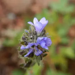 American alpine speedwell thumbnail 3