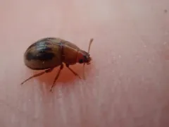 Phaleromela picta thumbnail 2