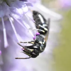 Slender-faced Masked Bee thumbnail 2