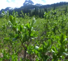 Barclay's Willow thumbnail 2