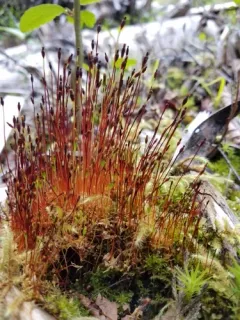Round-fruited Collar-moss thumbnail 4