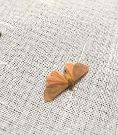 Plain-winged Virbia Moth thumbnail 2