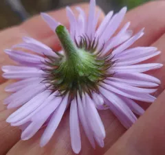 Wandering daisy thumbnail 2