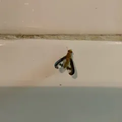Antlered Flutter Fly thumbnail 2