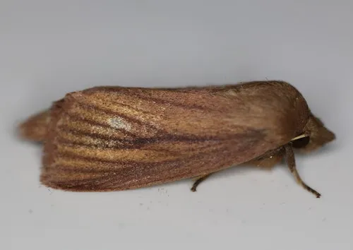 Red Sedge Borer Moth