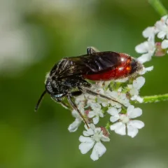 Scalloped Cuckoo Sweat Bee thumbnail 3
