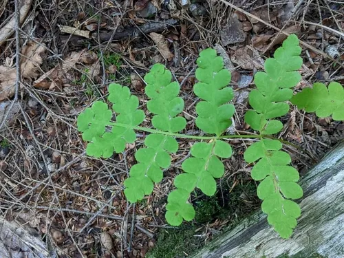 Interrupted Fern
