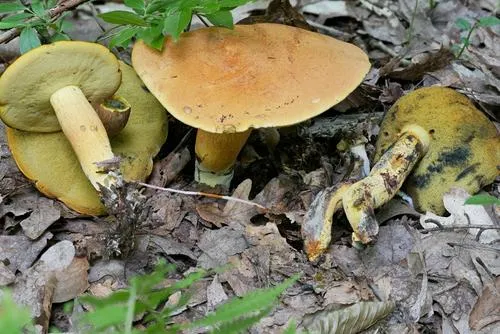 yellow bolete
