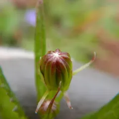 Arrowleaf Senecio thumbnail 3