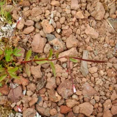 Pimpernel Willowherb thumbnail 1