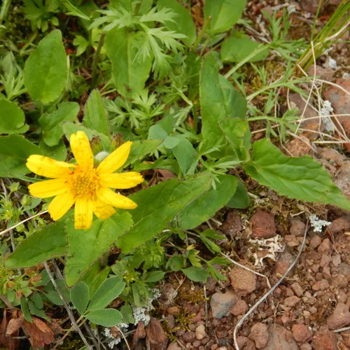 broadleaf arnica