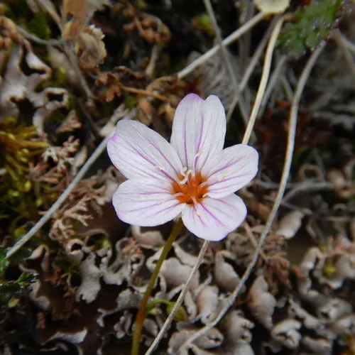 Alaska Springbeauty