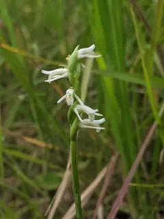 Spring Ladies' Tresses thumbnail 2