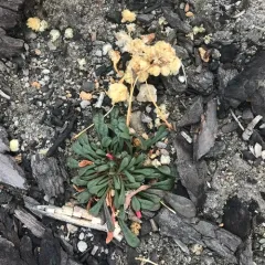 Mount Hood pussypaws thumbnail 4