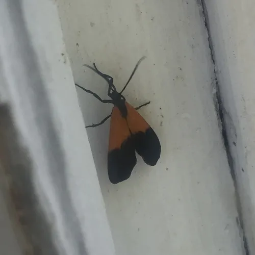 Black-and-yellow Lichen Moth