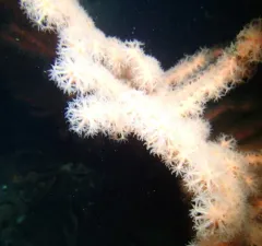 Stephen's Bubblegum Coral thumbnail 2