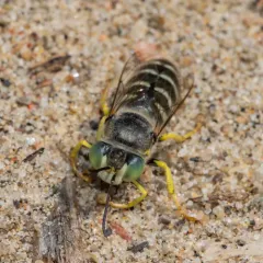 American Sand Wasp thumbnail 4