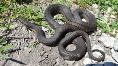 Graham's Crawfish Snake thumbnail 2