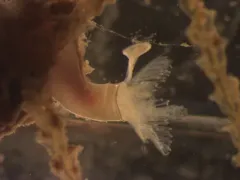 Circeis spirillum thumbnail 3