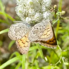 Mariposa Copper thumbnail 3