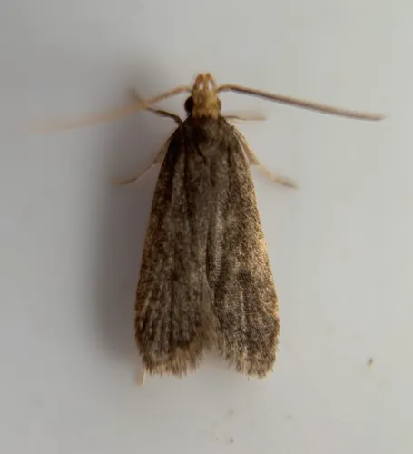 Glyphidocera lithodoxa
