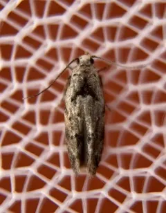 Sinoe robiniella thumbnail 2