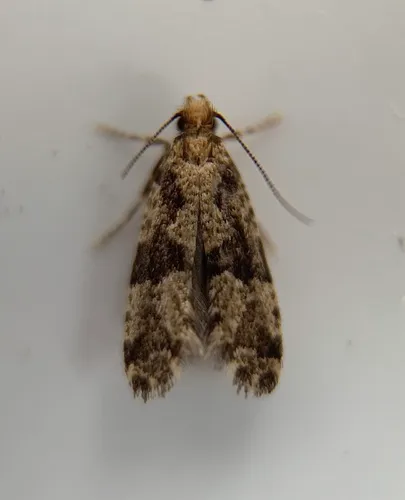 Banded Scardiella