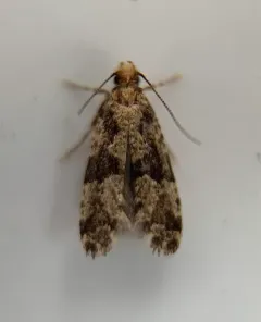 Banded Scardiella thumbnail 1