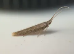 Coleophora texanella thumbnail 1