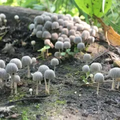 Trooping Crumble Cap thumbnail 4