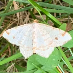 Red-headed Inchworm Moth thumbnail 2