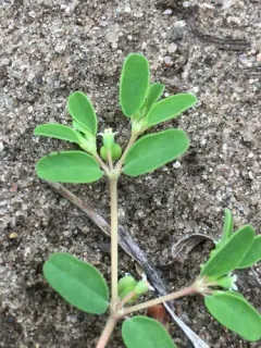 Geyer's Spurge thumbnail 1