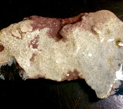 Phymatolithon laevigatum