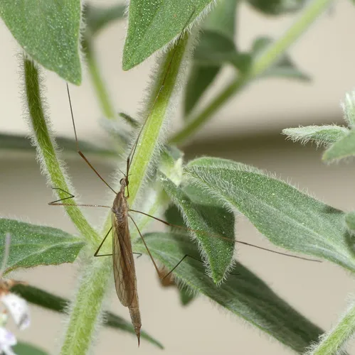 Toxorhina magna