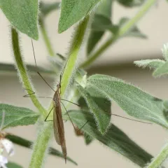 Toxorhina magna thumbnail 1