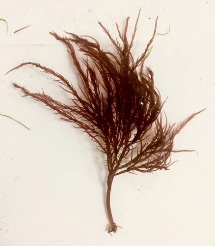 Bushy Red Weed