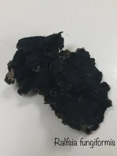 Ralfsia fungiformis thumbnail 1