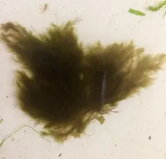 Pylaiella littoralis thumbnail 4
