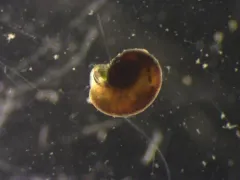 Flat Skeneopsis thumbnail 2