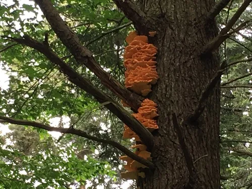 Laetiporus huroniensis