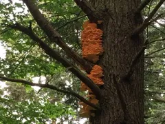 Laetiporus huroniensis thumbnail 1