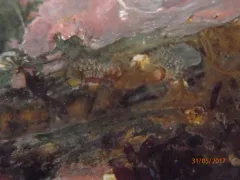 gregarious fanworm thumbnail 2