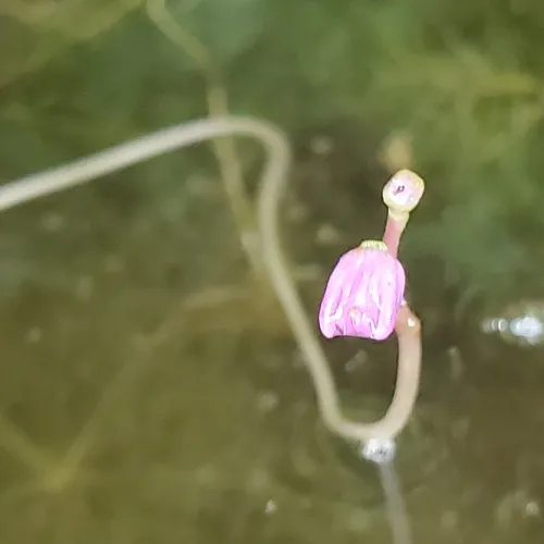 Purple Bladderwort
